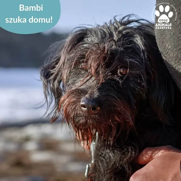 Pies do adopcji, Dąbrówka, 28 stycznia 2025 (1/5)