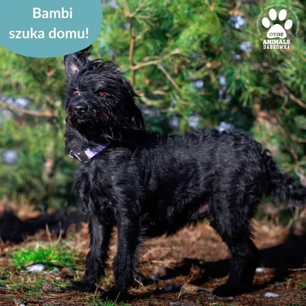 Pies do adopcji, Dąbrówka, 28 stycznia 2025 (2/5)