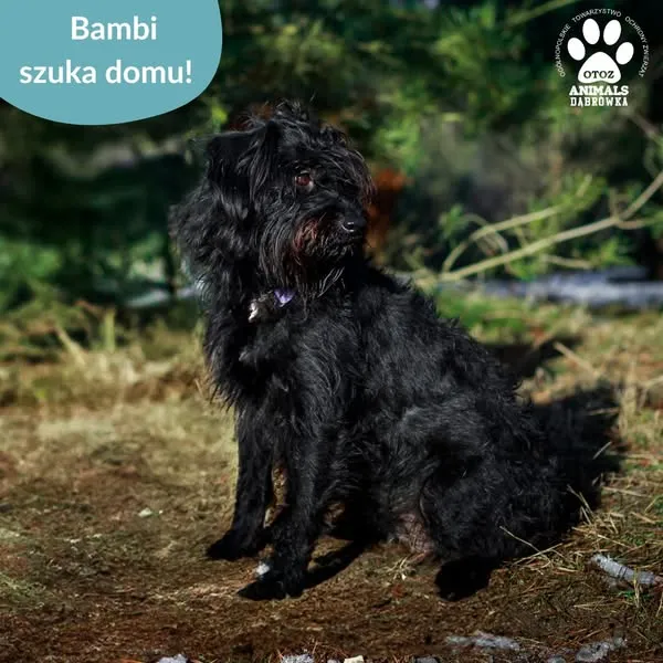 Pies do adopcji, Dąbrówka, 28 stycznia 2025 (3/5)