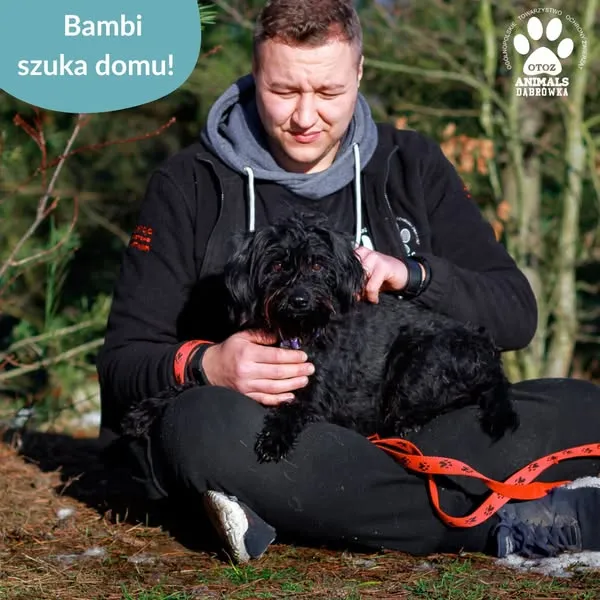 Pies do adopcji, Dąbrówka, 28 stycznia 2025 (4/5)