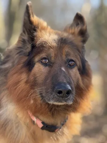 Pies do adopcji, Kraków, 14 stycznia 2025 (2/3)