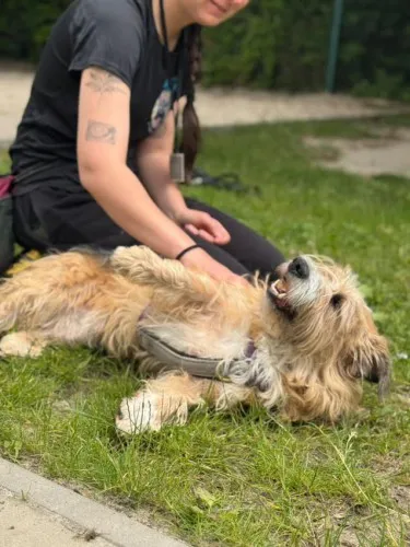 Pies do adopcji, Kraków, 14 stycznia 2025 (4/5)