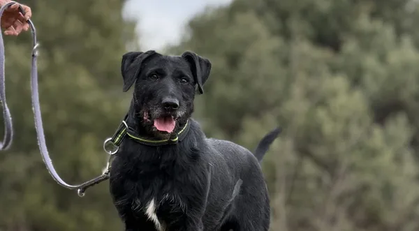 Pies do adopcji, Pieczyska, 28 stycznia 2025 (1/5)