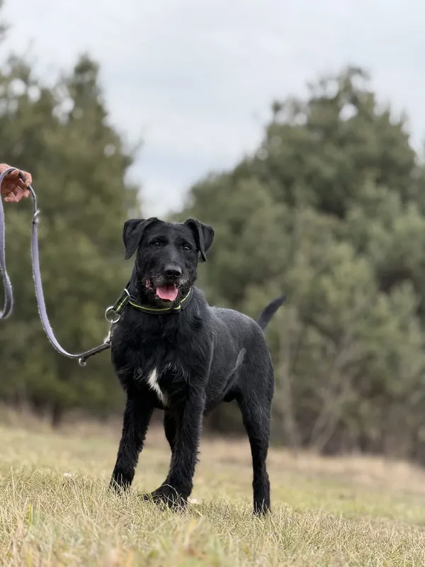 Pies do adopcji, Pieczyska, 28 stycznia 2025 (3/5)