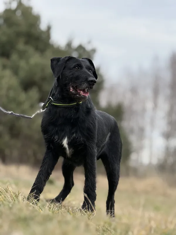 Pies do adopcji, Pieczyska, 28 stycznia 2025 (4/5)