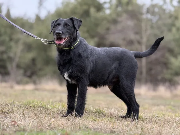 Pies do adopcji, Pieczyska, 28 stycznia 2025 (5/5)