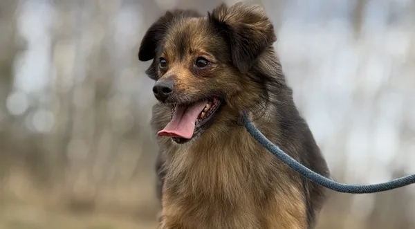 Pies do adopcji, Pieczyska, 28 stycznia 2025 (1/5)