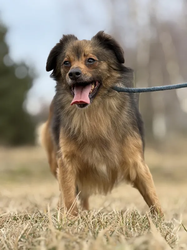 Pies do adopcji, Pieczyska, 28 stycznia 2025 (2/5)