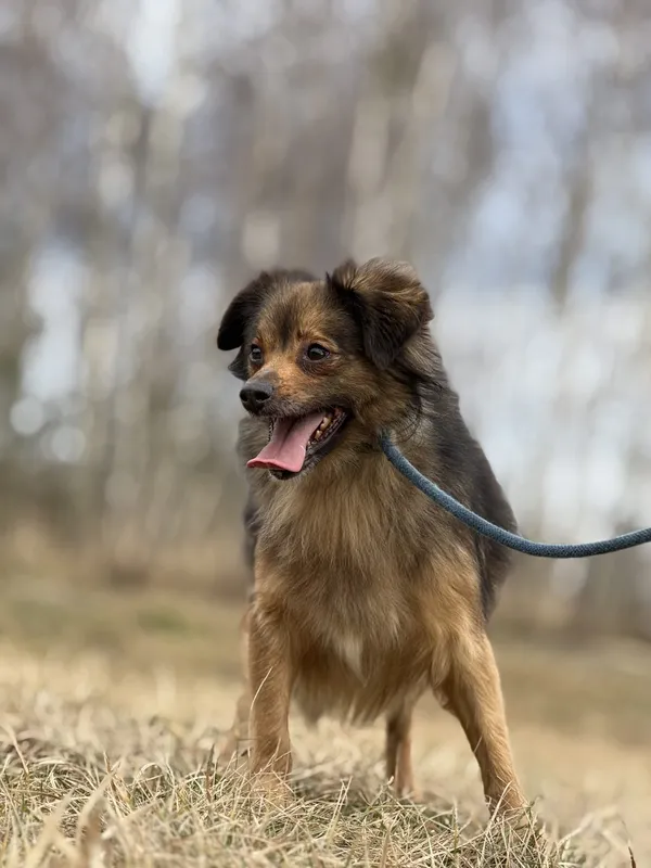 Pies do adopcji, Pieczyska, 28 stycznia 2025 (3/5)