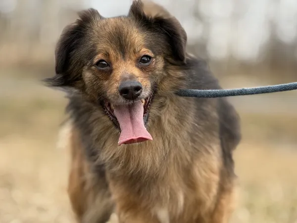 Pies do adopcji, Pieczyska, 28 stycznia 2025 (4/5)