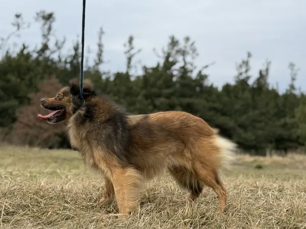 Pies do adopcji, Pieczyska, 28 stycznia 2025 (5/5)