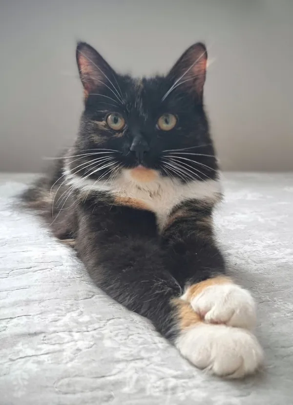 Zaginął kot, Łódź, 28 stycznia 2025