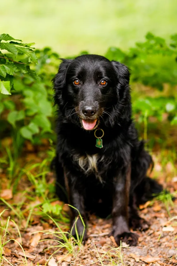 Pies do adopcji, Elbląg, 11 czerwca 2024 (2/5)