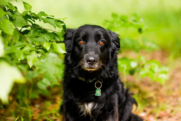 Pies do adopcji, Elbląg, 11 czerwca 2024 (5/5)