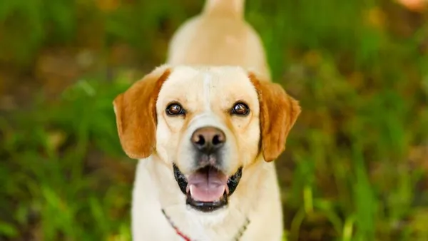 Pies do adopcji, Elbląg, 5 czerwca 2024 (1/5)