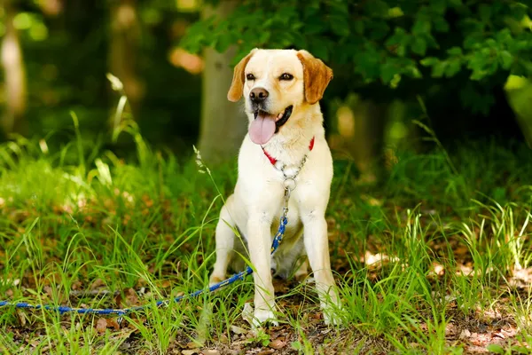 Pies do adopcji, Elbląg, 5 czerwca 2024 (2/5)