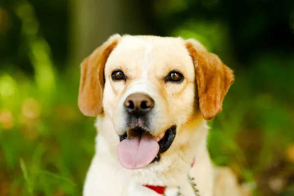 Pies do adopcji, Elbląg, 5 czerwca 2024 (3/5)