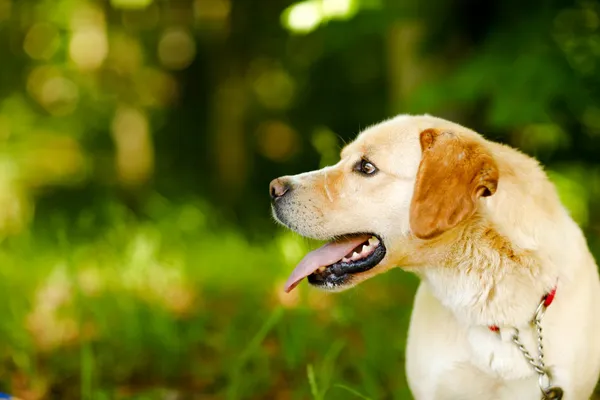 Pies do adopcji, Elbląg, 5 czerwca 2024 (4/5)