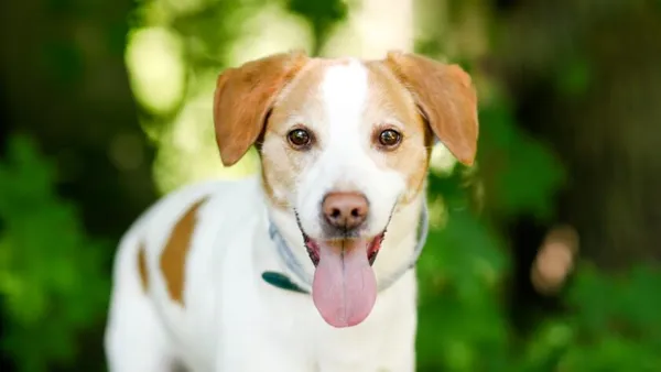 Pies do adopcji, Elbląg, 28 maja 2024 (1/5)