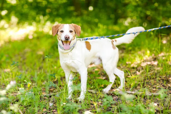 Pies do adopcji, Elbląg, 28 maja 2024 (2/5)