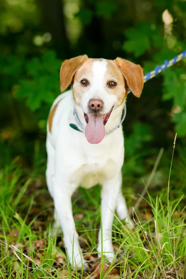 Pies do adopcji, Elbląg, 28 maja 2024 (3/5)