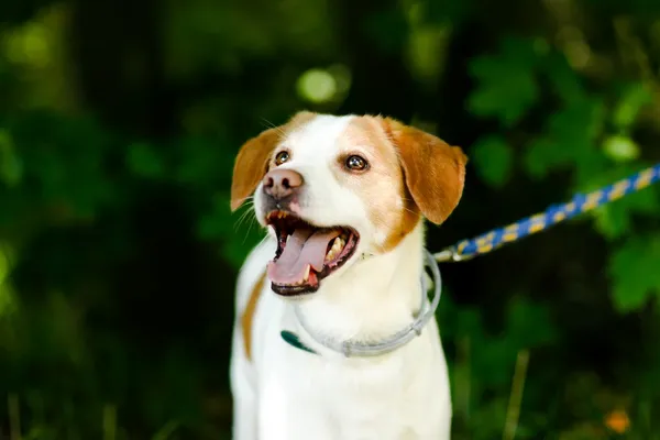 Pies do adopcji, Elbląg, 28 maja 2024 (4/5)