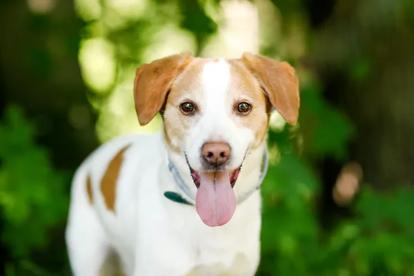 Pies do adopcji, Elbląg, 28 maja 2024 (5/5)