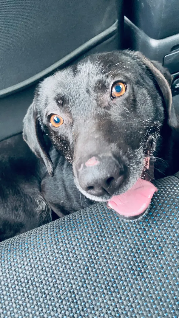 Znaleziono psa, gmina Goleniów, 29 stycznia 2025