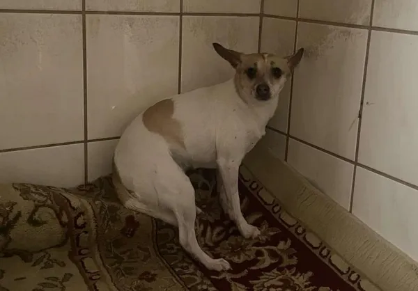 Znaleziono psa, Toruń, 27 stycznia 2025