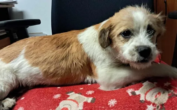 Znaleziono psa, Toruń, 26 stycznia 2025