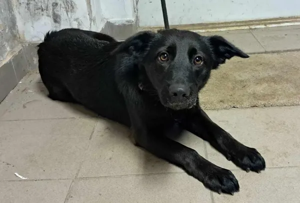 Znaleziono psa, Toruń, 26 stycznia 2025