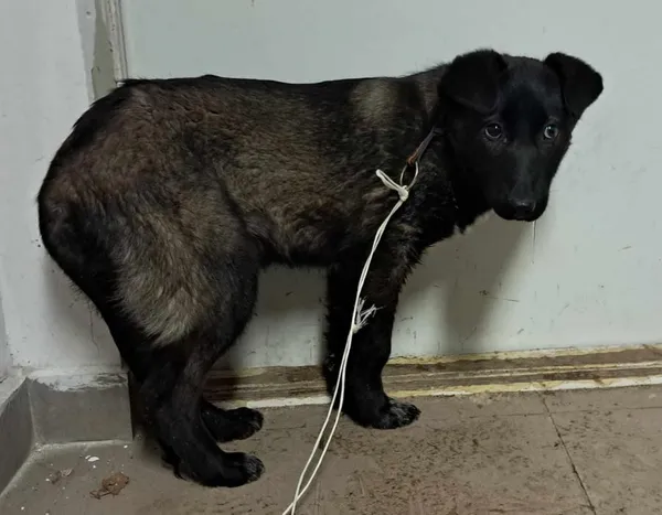 Znaleziono psa, Toruń, 26 stycznia 2025