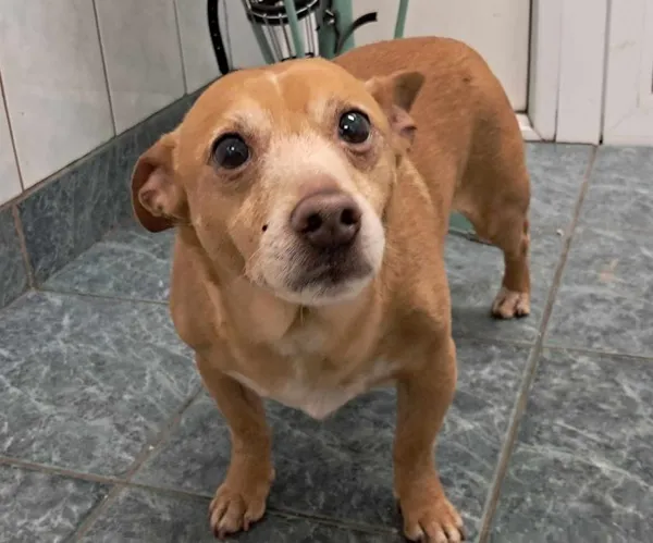 Znaleziono psa, Toruń, 24 stycznia 2025