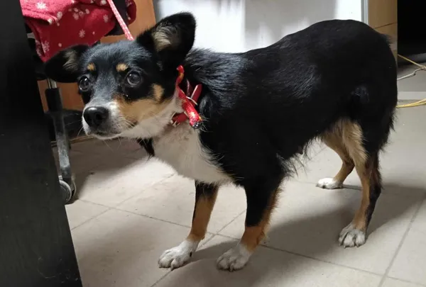 Znaleziono psa, Toruń, 23 stycznia 2025