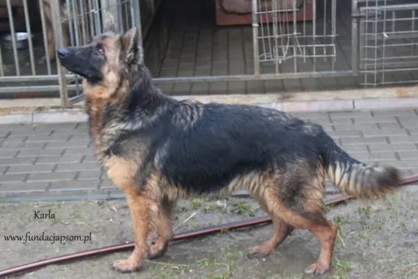 Pies do adopcji, Nowy Dwór Mazowiecki, 29 stycznia 2025 (3/5)