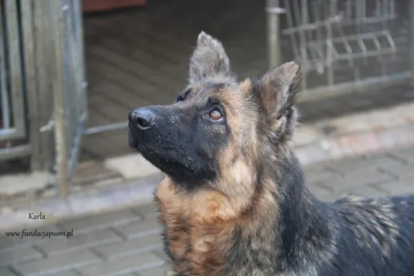 Pies do adopcji, Nowy Dwór Mazowiecki, 29 stycznia 2025 (4/5)