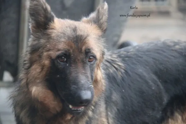 Pies do adopcji, Nowy Dwór Mazowiecki, 29 stycznia 2025 (5/5)