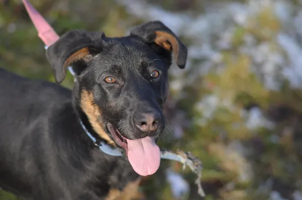 Pies do adopcji, Olsztyn, 7 stycznia 2025 (1/5)