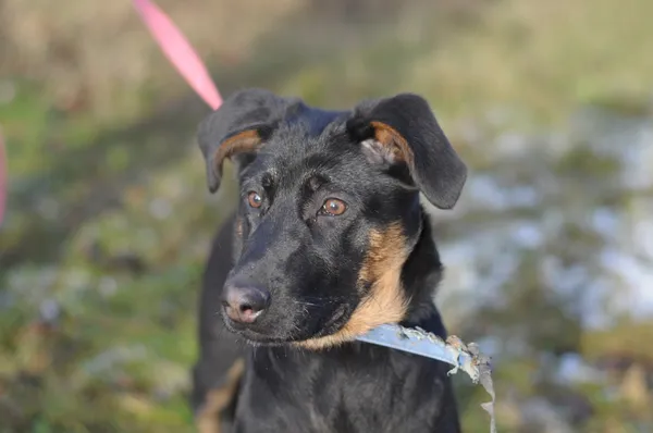 Pies do adopcji, Olsztyn, 7 stycznia 2025 (3/5)