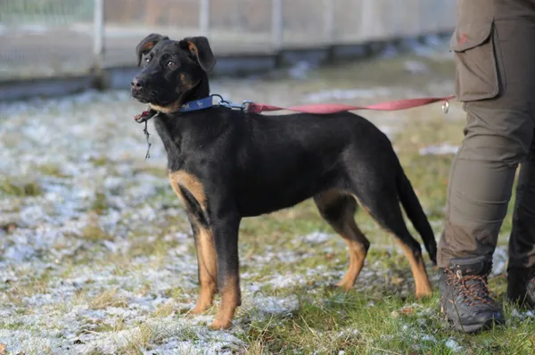 Pies do adopcji, Olsztyn, 7 stycznia 2025 (4/5)