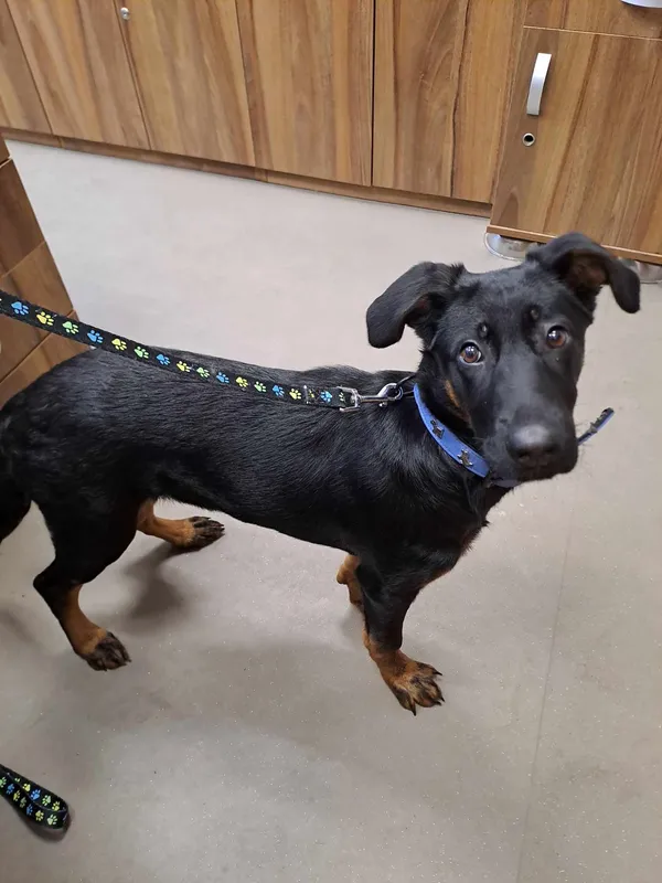 Pies do adopcji, Olsztyn, 7 stycznia 2025 (5/5)