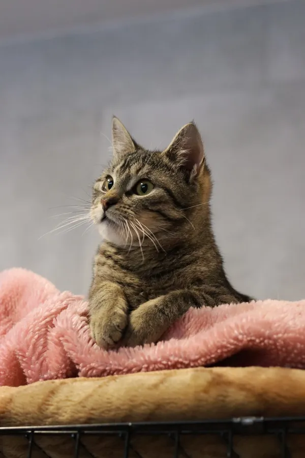 Kot do adopcji, Dłużyna Górna, 29 stycznia 2025 (2/5)