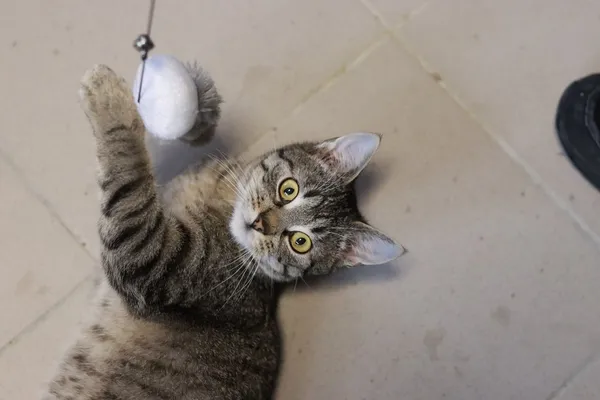 Kot do adopcji, Dłużyna Górna, 29 stycznia 2025 (3/5)