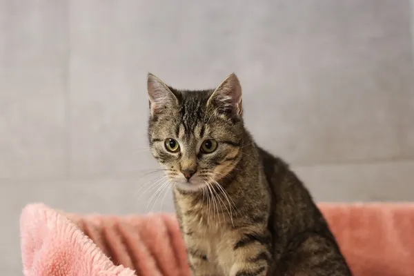 Kot do adopcji, Dłużyna Górna, 29 stycznia 2025 (5/5)