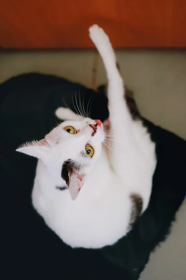 Kot do adopcji, Sosnowiec, 2 lipca 2024 (1/5)