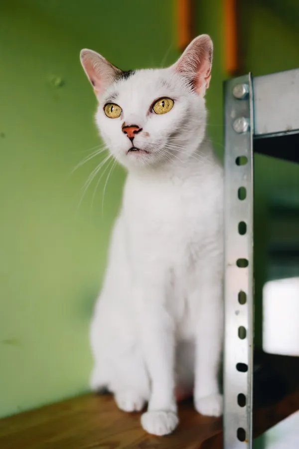 Kot do adopcji, Sosnowiec, 2 lipca 2024 (2/5)