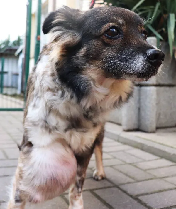 Znaleziono psa, Łódź, 29 stycznia 2025 (3/5)