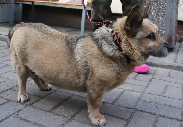 Znaleziono psa, Łódź, 29 stycznia 2025 (1/4)