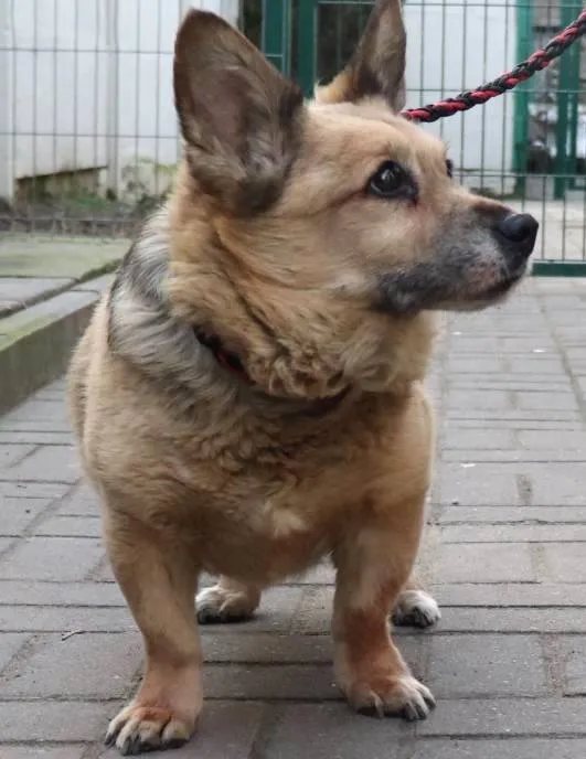 Znaleziono psa, Łódź, 29 stycznia 2025 (3/4)