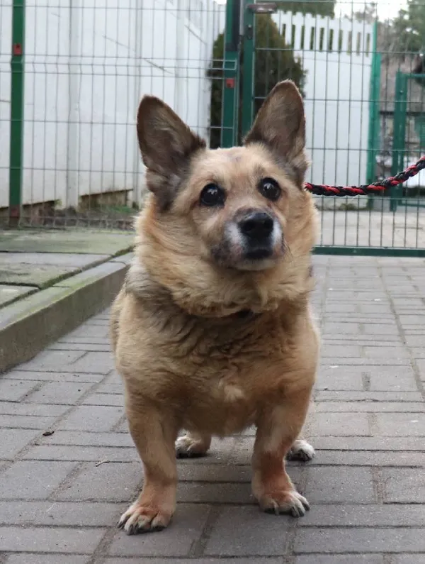 Znaleziono psa, Łódź, 29 stycznia 2025 (4/4)